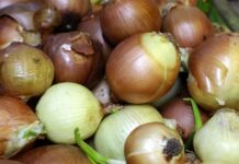 Serviría para fórmulas contra la diabetes y obesidad: Chilenos hacen gran descubrimiento con la cáscara de la cebolla