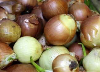 Serviría para fórmulas contra la diabetes y obesidad: Chilenos hacen gran descubrimiento con la cáscara de la cebolla